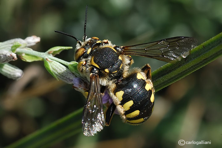 Anthidium sp. (Apidae Megachilinae)